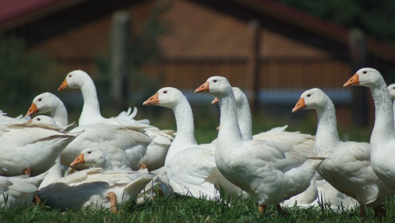 Gänse, © Biobetrieb Hausmühle