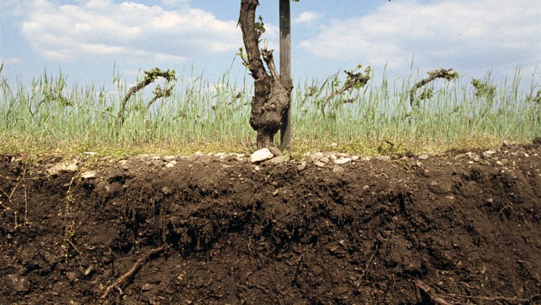 Bodenprofil Steinfeld - Burgundermacher Weingut Johann Gisperg, © Weingut Johann Gisperg