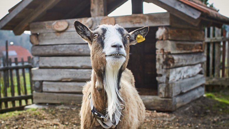 Tiere ganz nah erleben.., © Familie Rosinger