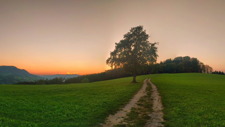 Sonnenuntergang beim einsamen Baum, © Rene Wieland