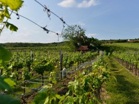 Weinreebn Wagram, © Donau Niederösterreich - Kamptal-Wagram-Tullner Donauraum