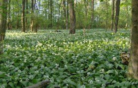 Frühling im Nationalpark Donau-Auen, © ÖBF Archiv