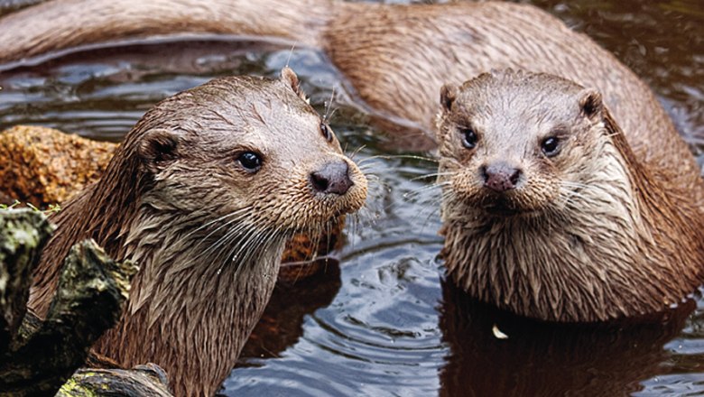 Fischotterpärchen im UnterWasserReich, © UnterWasserReich