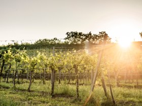 Weinrieden im Kremstal, © Wachau-Nibelungengau-Kremstal