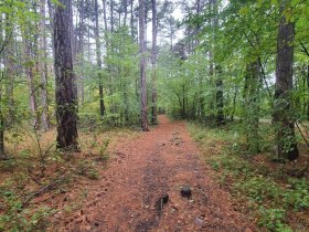 Waldweg, © Wienerwald