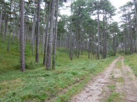 Forststrasse nach Kleinfeld, © Wienerwald