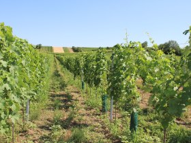 Durch Weingärten wandern, © Vino Versum Poysdorf